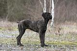 CANE CORSO 773